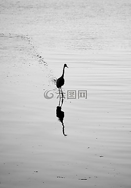 水禽,蒼鷺,鳥