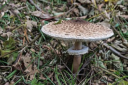 蘑菇,牛肝菌,環(huán)