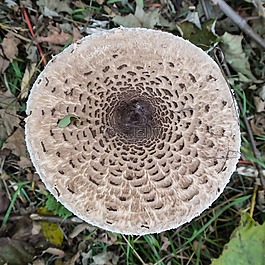 蘑菇,牛肝菌,環(huán)