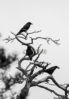 烏鴉,鳥類,冬天