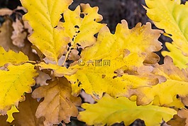 葉子,秋天的落葉,秋季