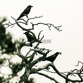 烏鴉,鳥類,冬天