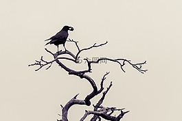 烏鴉,鳥(niǎo)類(lèi),冬天