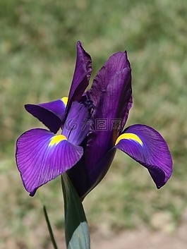鳶尾花,花,紫羅蘭色
