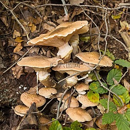 蘑菇,森林,性質(zhì)