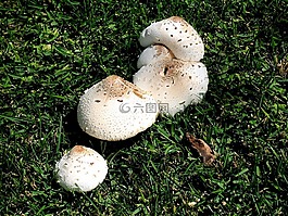 蘑菇,真菌,毒菌