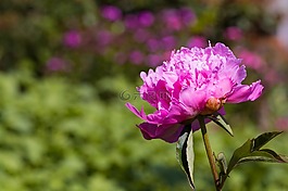 花,開花,粉紅色