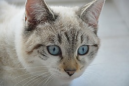猫,年轻的猫,蓝色的眼睛