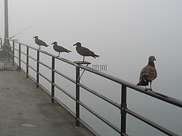 海鷗,鳥(niǎo),自然