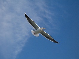 海鷗,鳥,飆升