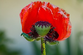 罌粟,花,紅色