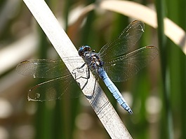 蜻蜓,蓝蜻蜓,池塘