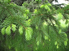 松,樹(shù),春
