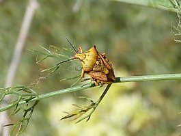 我pentatomid,斑须蝽,甲壳虫