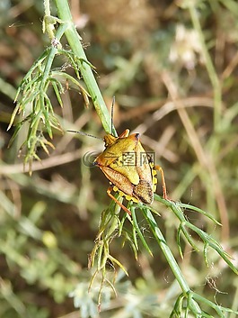 我pentatomid,斑须蝽,甲壳虫