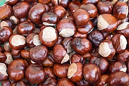 板栗,秋季,布朗
