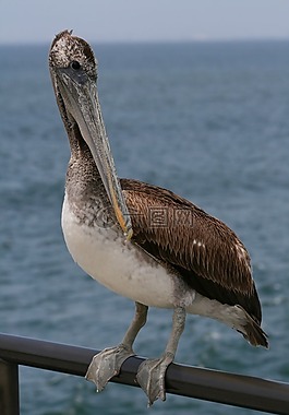 鵜,鳥,自然