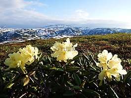 杜鵑花,山地高原,夏季