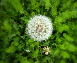 蒲公英,雜草,花