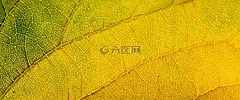 葉,結(jié)構(gòu),秋葉