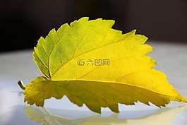 葉,結(jié)構(gòu),秋葉