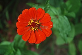花,百日草,紅色
