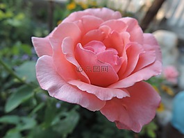 玫瑰,粉紅色,自然
