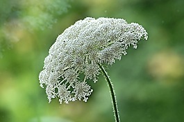 野生胡蘿卜,夏季,性質(zhì)