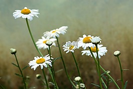 瑪格麗塔,花卉,白