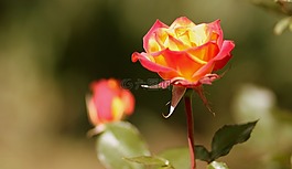 玫瑰,橙色,花卉