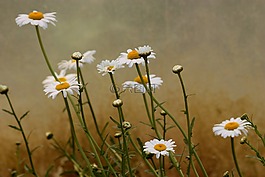 瑪格麗塔,花卉,白