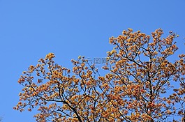 天空,樹(shù),藍(lán)色
