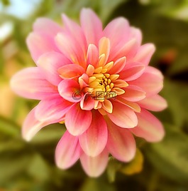 嬌琴紗,花,開花