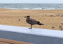鷗,海鷗,鳥