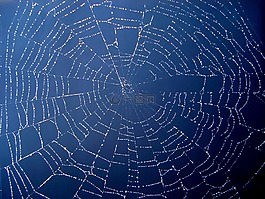 蜘蛛,web,凈