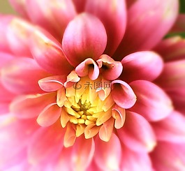 嬌琴紗,花,開花