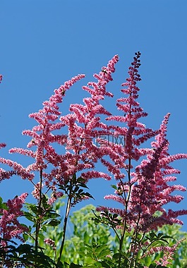 全,花園,花