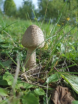 菌,森林,陽傘蘑菇