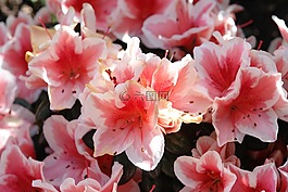 杜鵑花,鮮花,廠