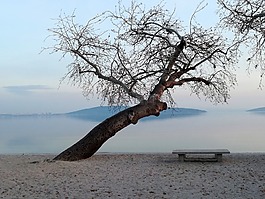 樹,海灘,長凳