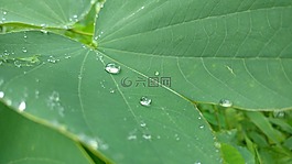 雨,葉,綠色