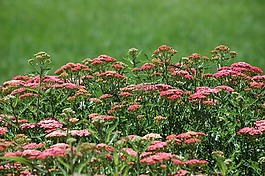 自然,花園,景觀