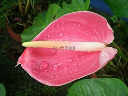 紅掌,花,粉紅色