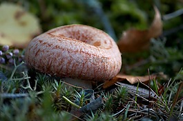羊毛milkcap,胡子milkcap,乳torminosus