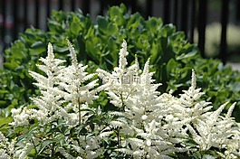 花園,園藝,鮮花