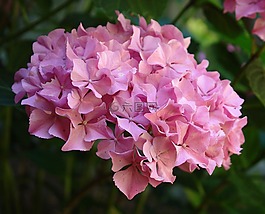 八仙花,廠,花園