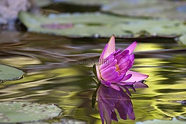 花,蓮花,夏天