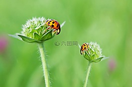 瓢蟲,運氣,藝術