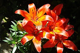 百合,廠,花園