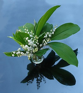 鈴蘭,廠,花園